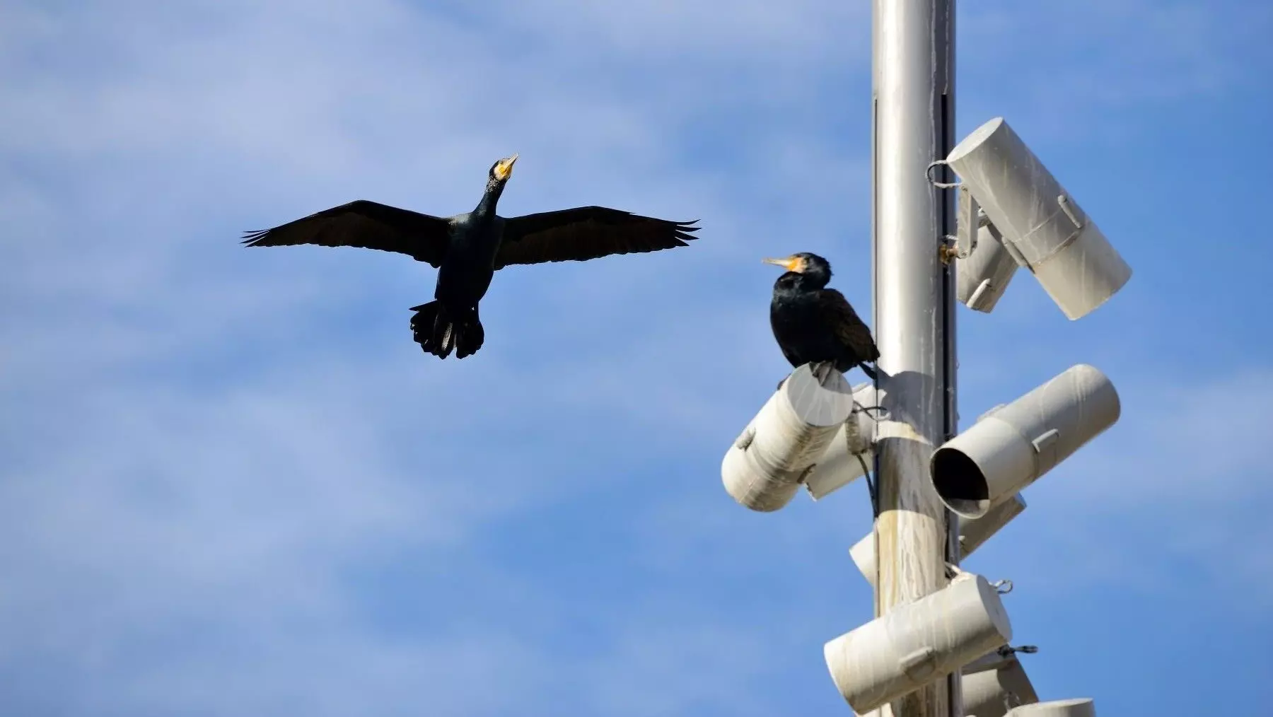 SEO/BirdLife concluye el año 2025 con 25 logros destacados en protección de la biodiversidad