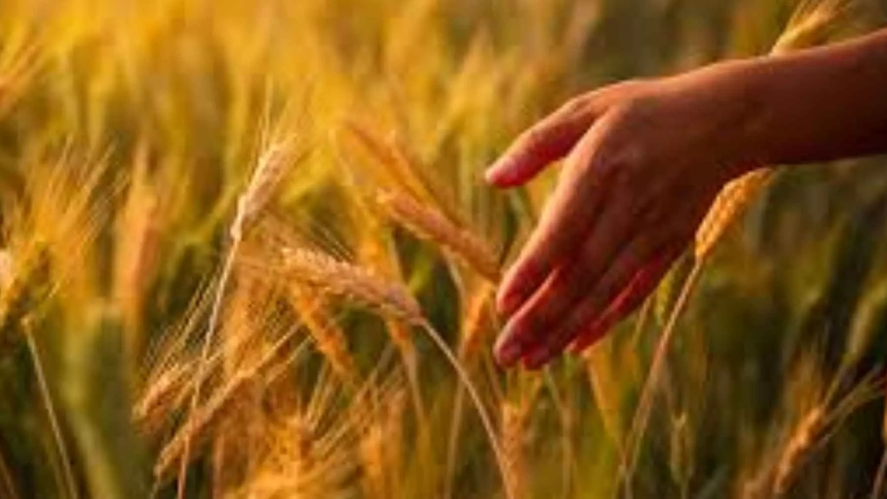 La capacidad humana de "tacto remoto": una habilidad sorprendente para detectar objetos ocultos sin contacto directo