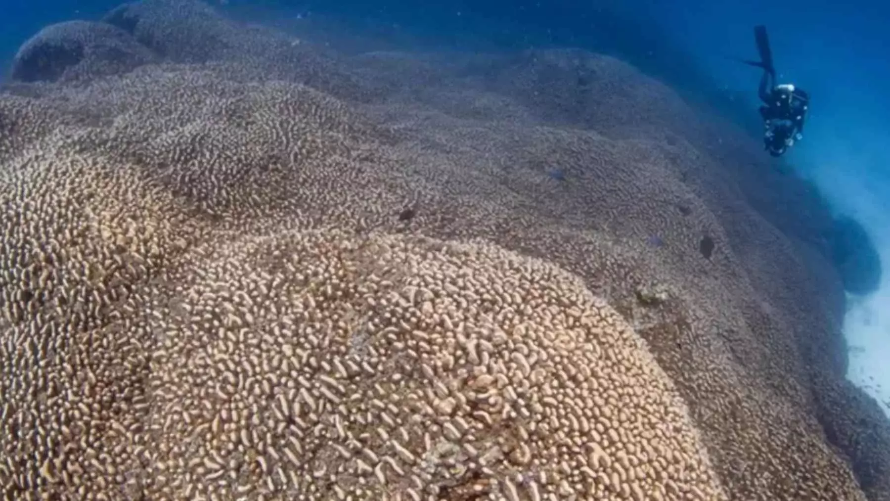 Descubierto un Gigantesco Coral en las Islas Salomón: Un Testimonio Milenario de Vida Submarina