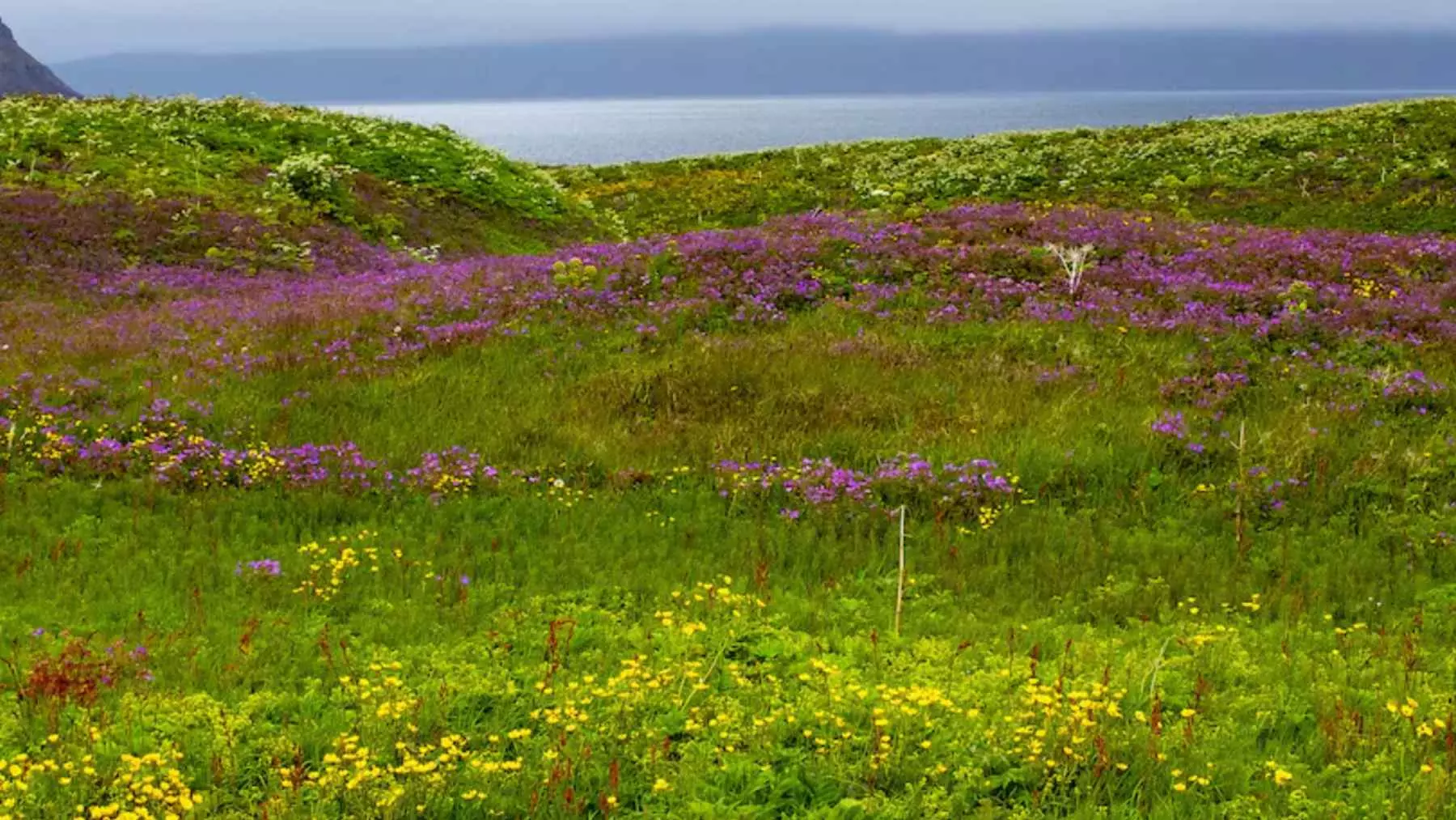 Mosquitos en Islandia: Un Inquietante Barómetro del Clima Ártico Desequilibrado