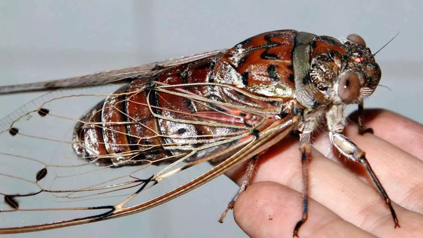 Las alas de la cigarra emperatriz: una innovadora fuente de inspiración para la tecnología de sensores avanzados