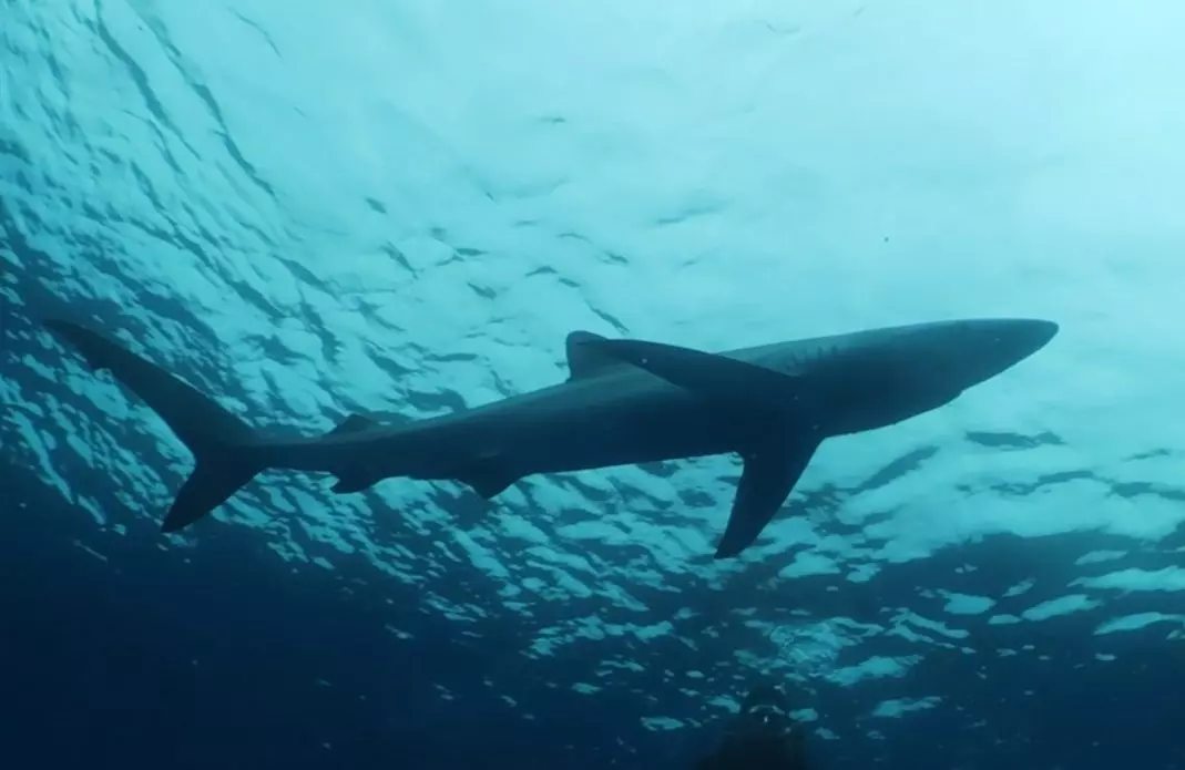 Desmontando Mitos: La Verdadera Imagen de los Tiburones y su Rol Vital en los Océanos