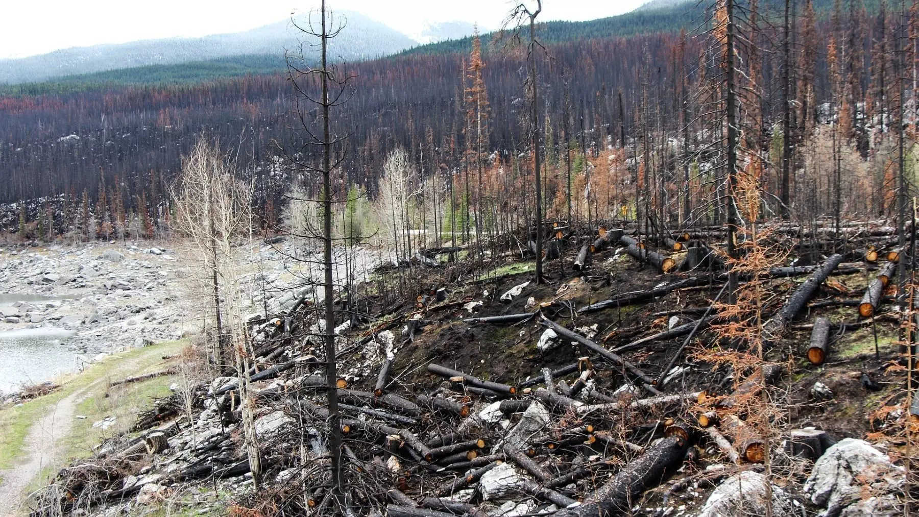 La regeneración natural de los bosques en el noroeste peninsular enfrenta desafíos: un estudio revela la influencia de incendios y cambios de uso del suelo