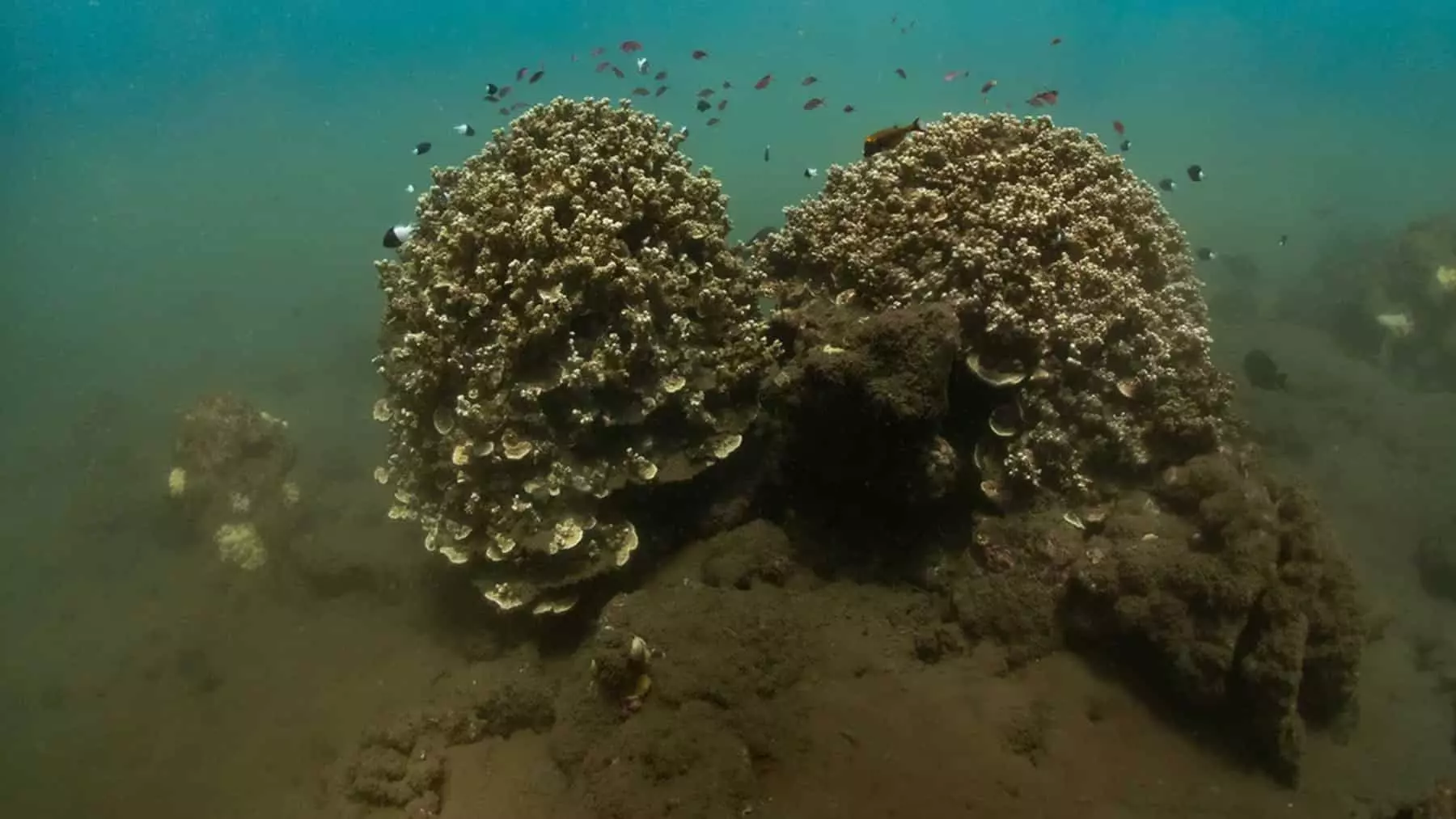 Científicos y buceadores descubren que el coral desova de forma sincronizada a nivel global