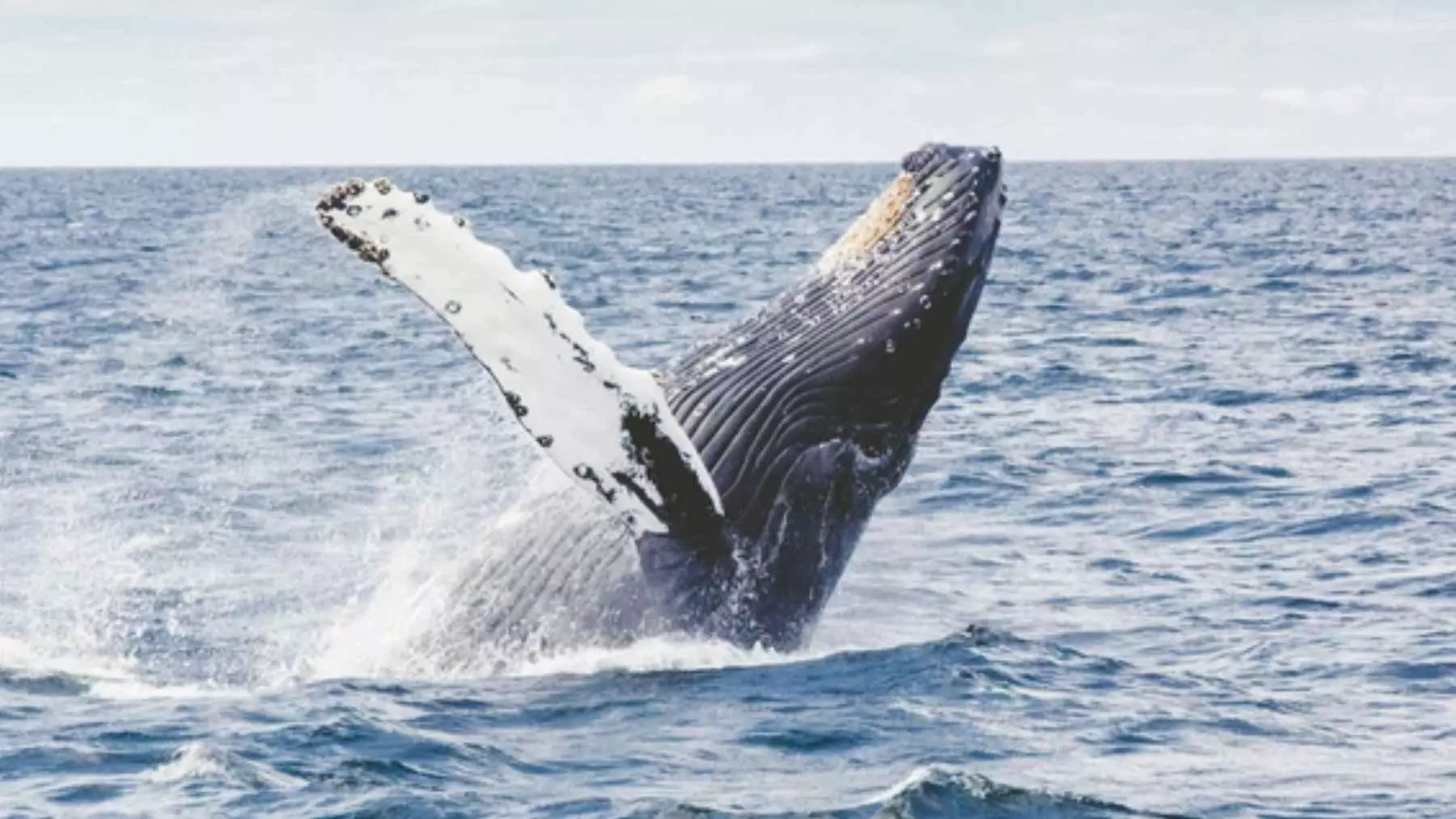 Secretos de la longevidad de las ballenas: ¿Una clave para extender la vida humana hasta los 200 años?