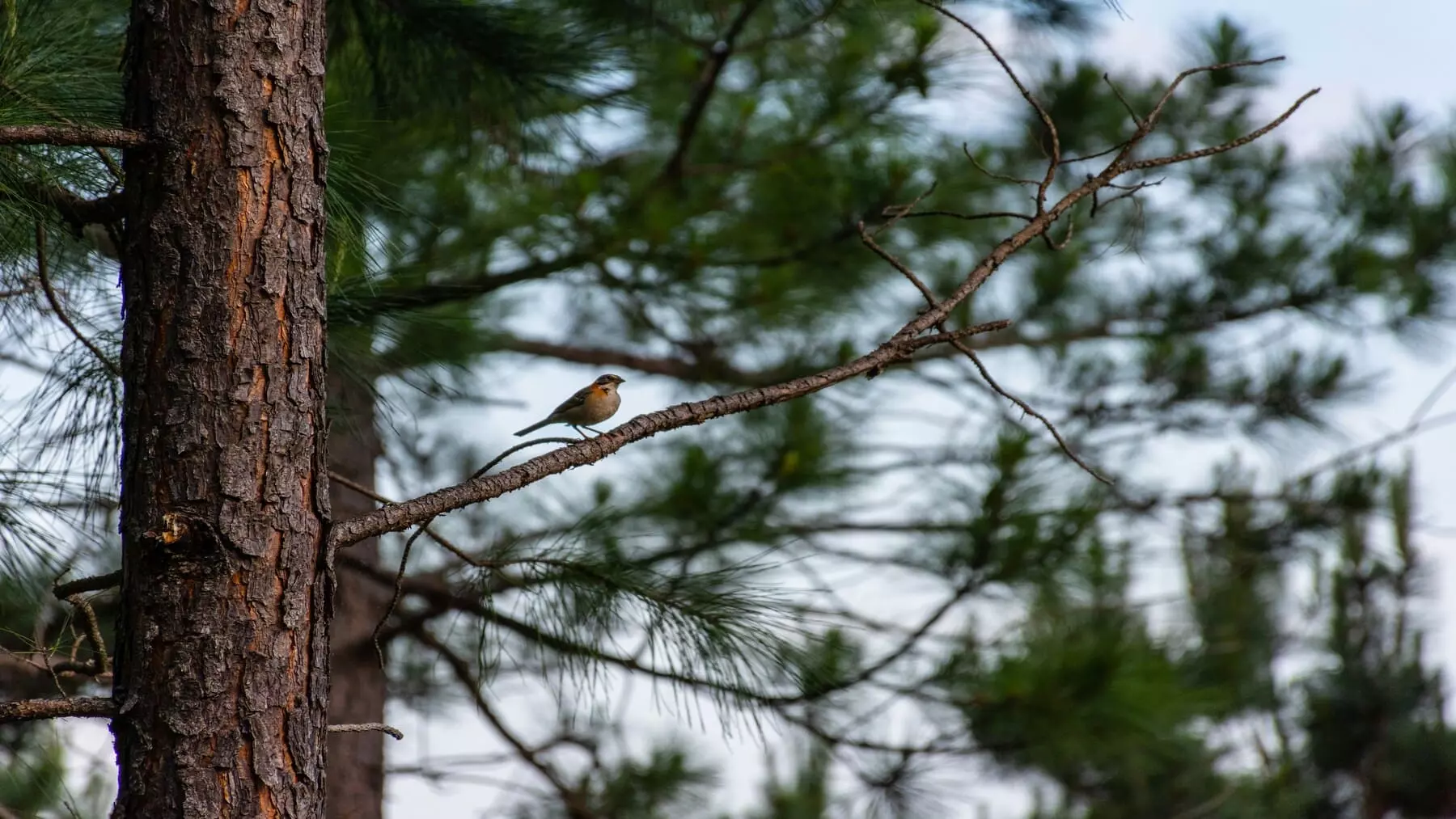 Aves y Fuego: Una Relación Inesperada en el Paisaje Mediterráneo