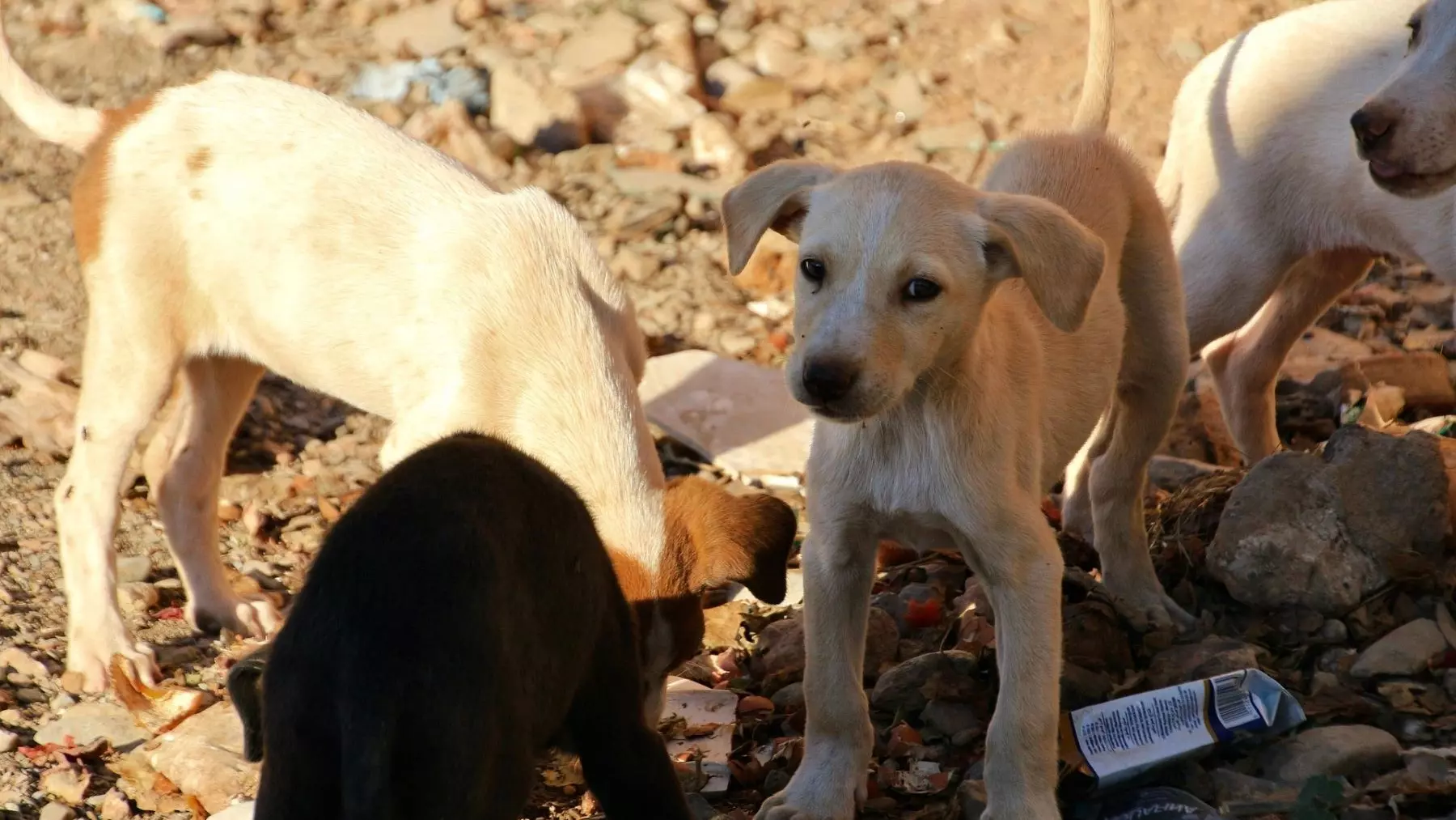 La iniciativa de esterilización canina en Egipto marca un hito en el bienestar animal