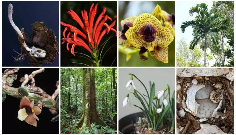 Real Jardín Botánico de Kew Revela 190 Nuevas Especies de Plantas y Hongos, Enfrentando Extinción Inminente