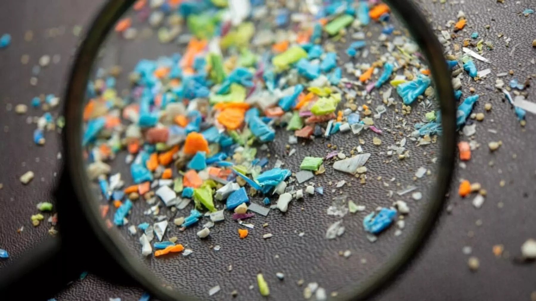 El Zooplancton, Clave en la Dispersión de Microplásticos Oceánicos