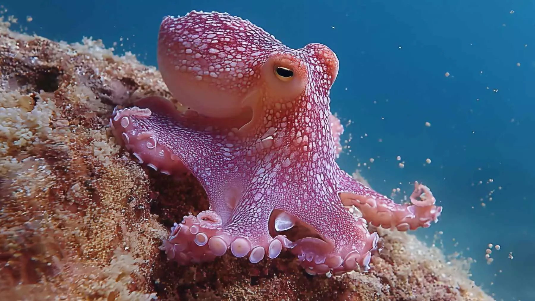 Un Nuevo Paradigma Cerebral: Descubren Redes de Control en los Brazos del Pulpo