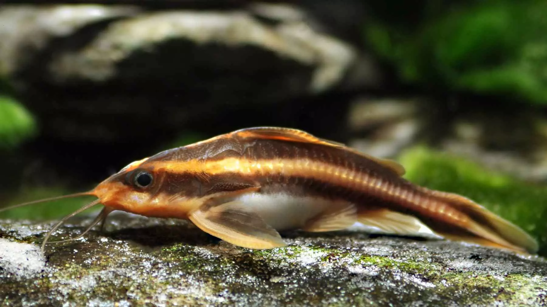 Un Misterio Natural: Miles de Peces Gato Trepan Cascadas en Brasil