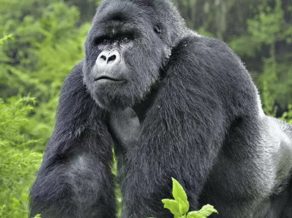 Nacimiento Extraordinario: Mellizos de Gorila de Montaña en Virunga Despiertan Esperanza