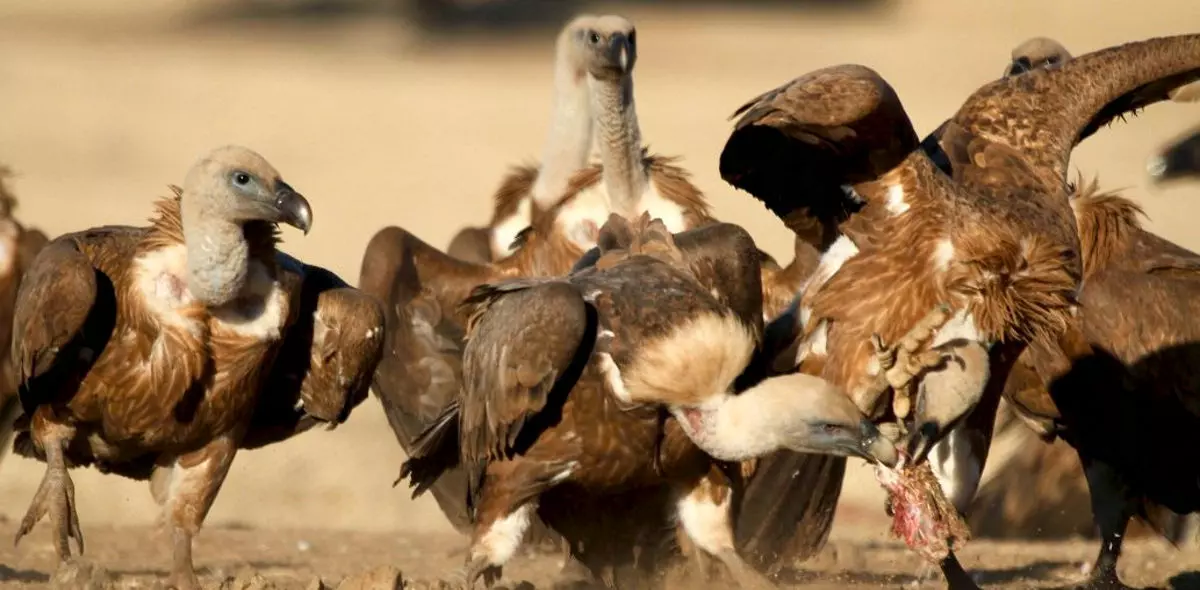 La cría de ganado tradicional sostiene al buitre leonado