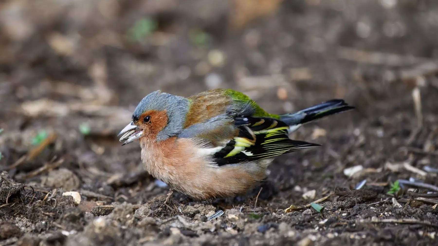 Denuncia de caza ilegal de aves fringílidas en playas protegidas de Huelva