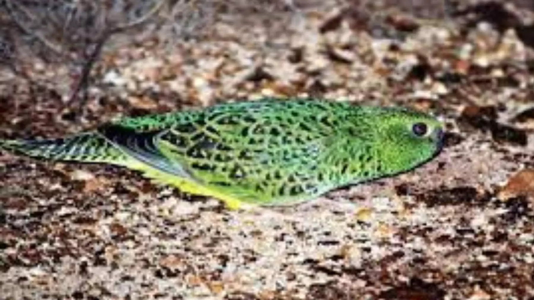 El Loro Nocturno Resurge en Australia Tras un Siglo de Misterio