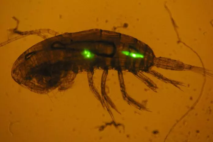 El zooplancton, un actor crucial en la propagación de microplásticos en el océano