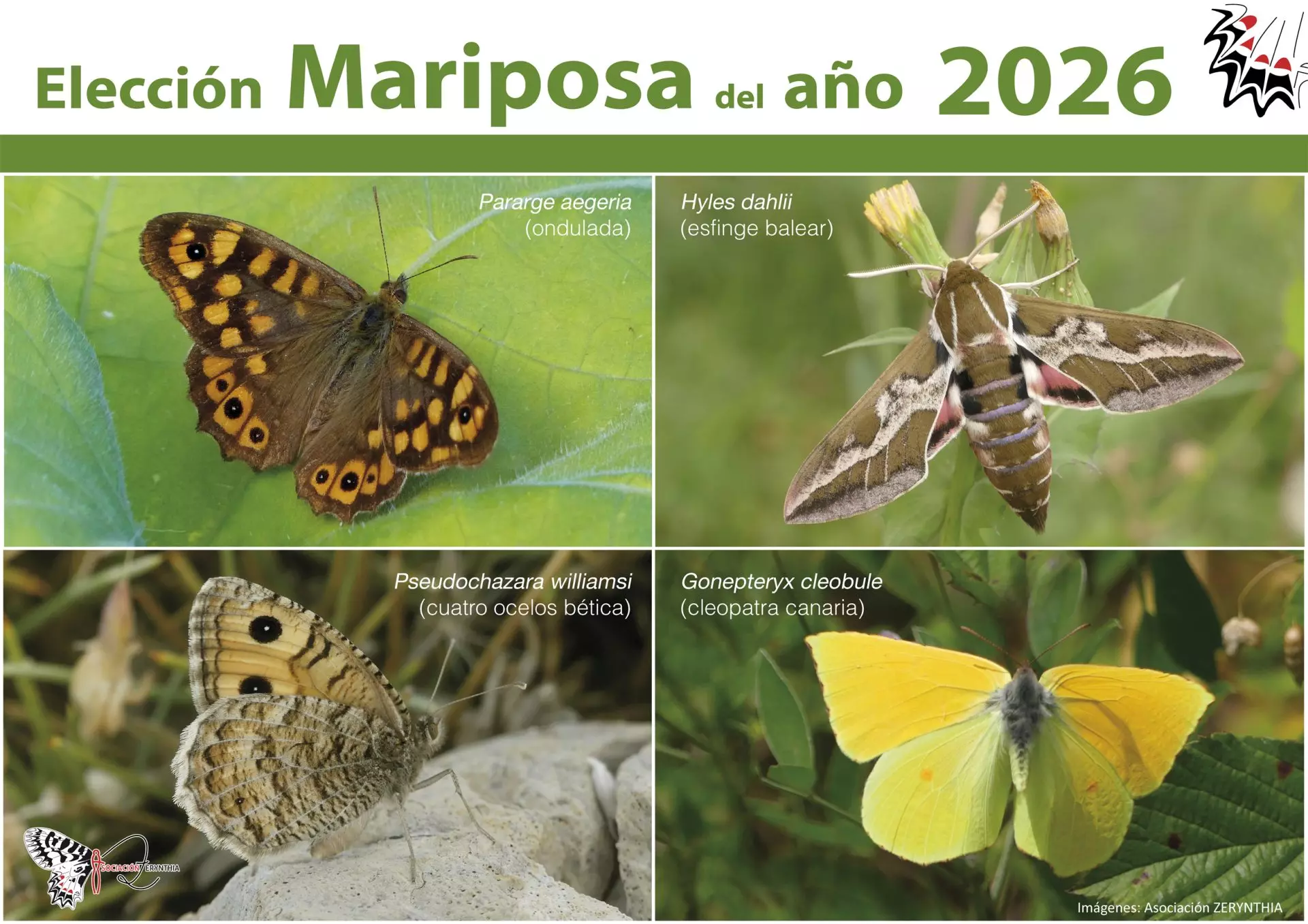 Las cuatro candidatas para 'Mariposa del Año 2026'