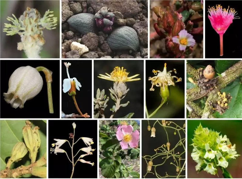 Avances Notables en la Descripción de Nueva Flora Española y Global