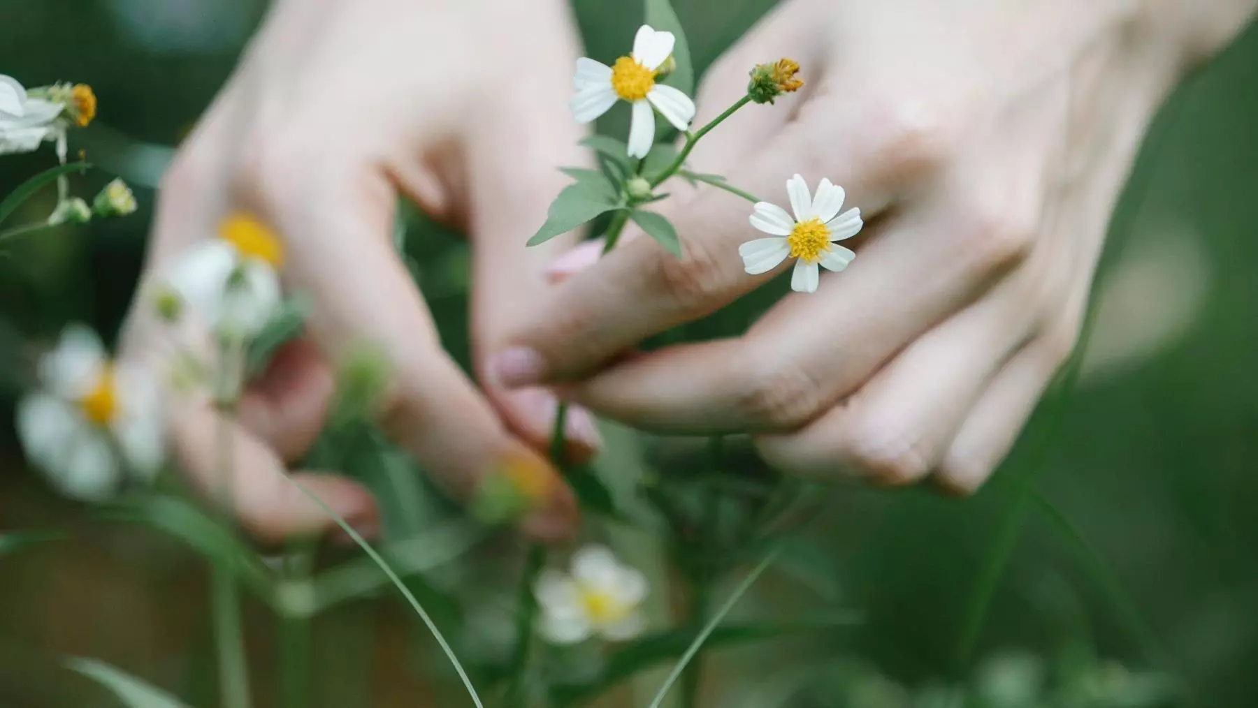 Herbario Virtual del Mediterráneo Occidental: Dos décadas y media de excelencia botánica