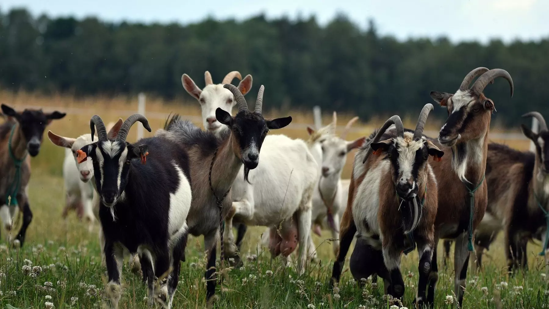 Xàbia lidera la prevención de incendios con pastoreo caprino ecológico