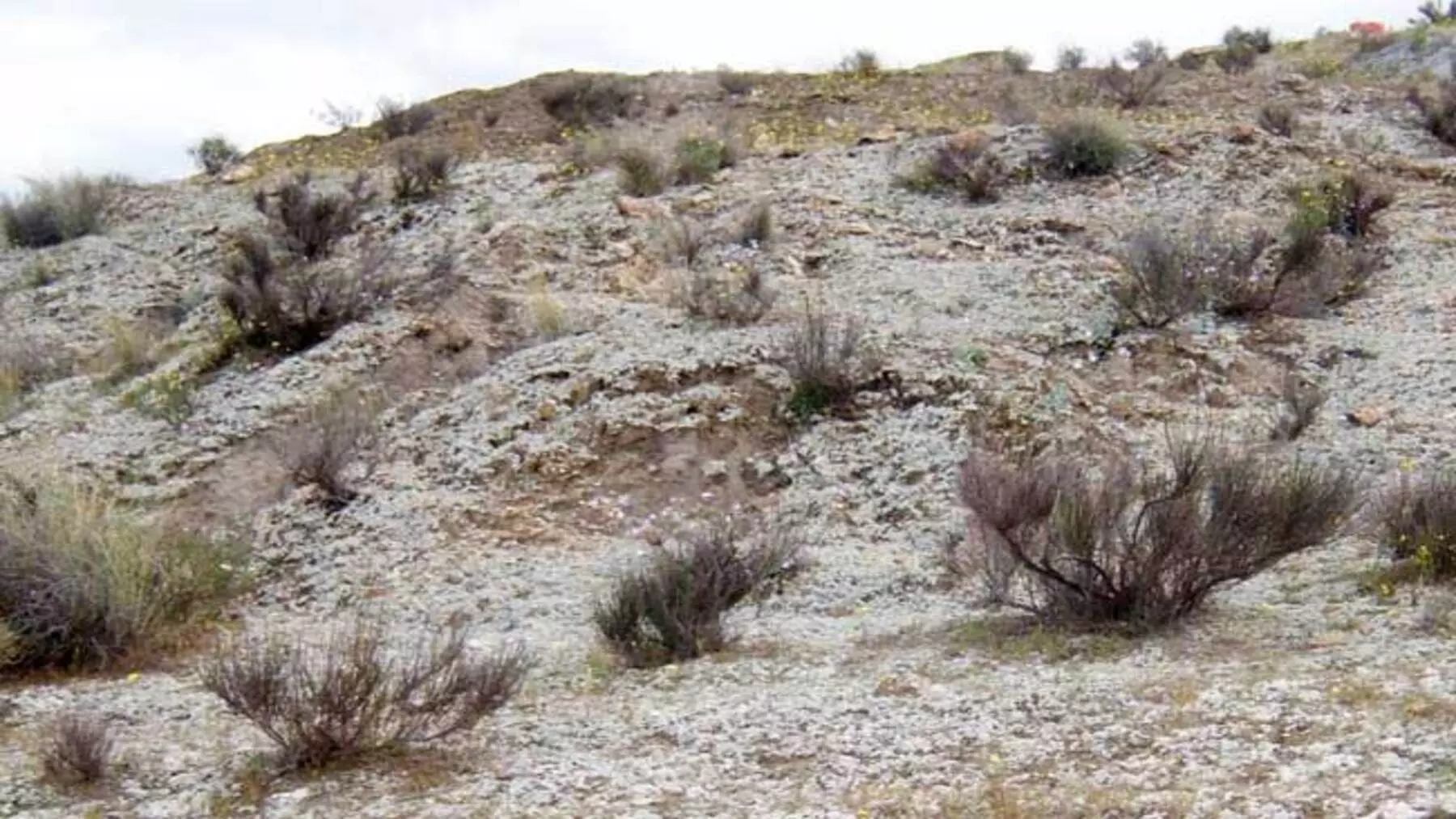 Cianobacterias y residuos de papel: una solución innovadora para la restauración de suelos áridos