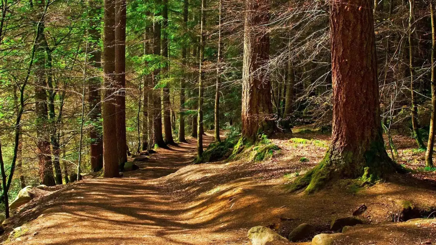 El Regreso del Gato Montés a Inglaterra: Un Futuro Salvaje para Devon