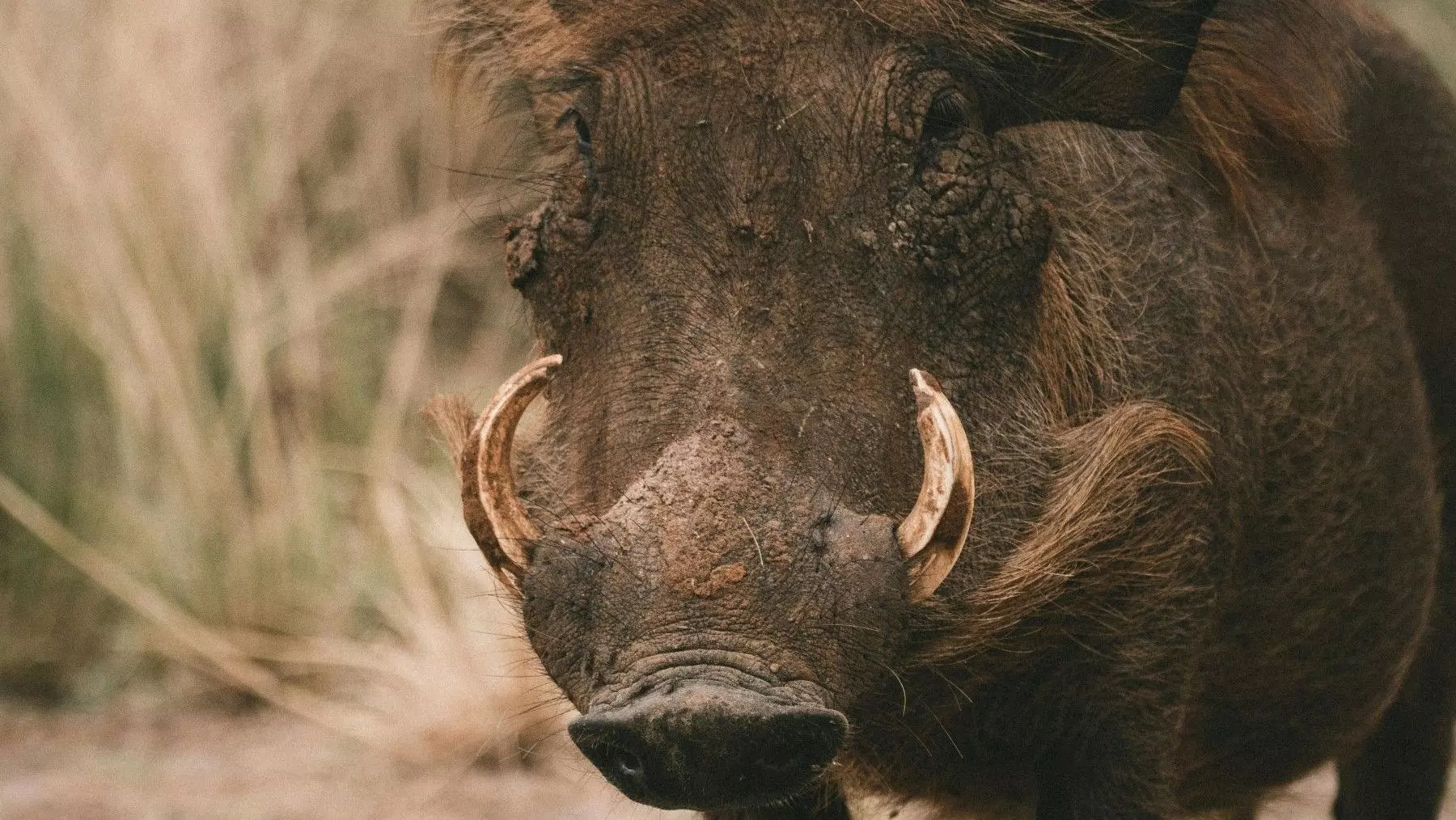 Cataluña Lanza Iniciativa Estratégica para la Gestión de la Población de Jabalíes