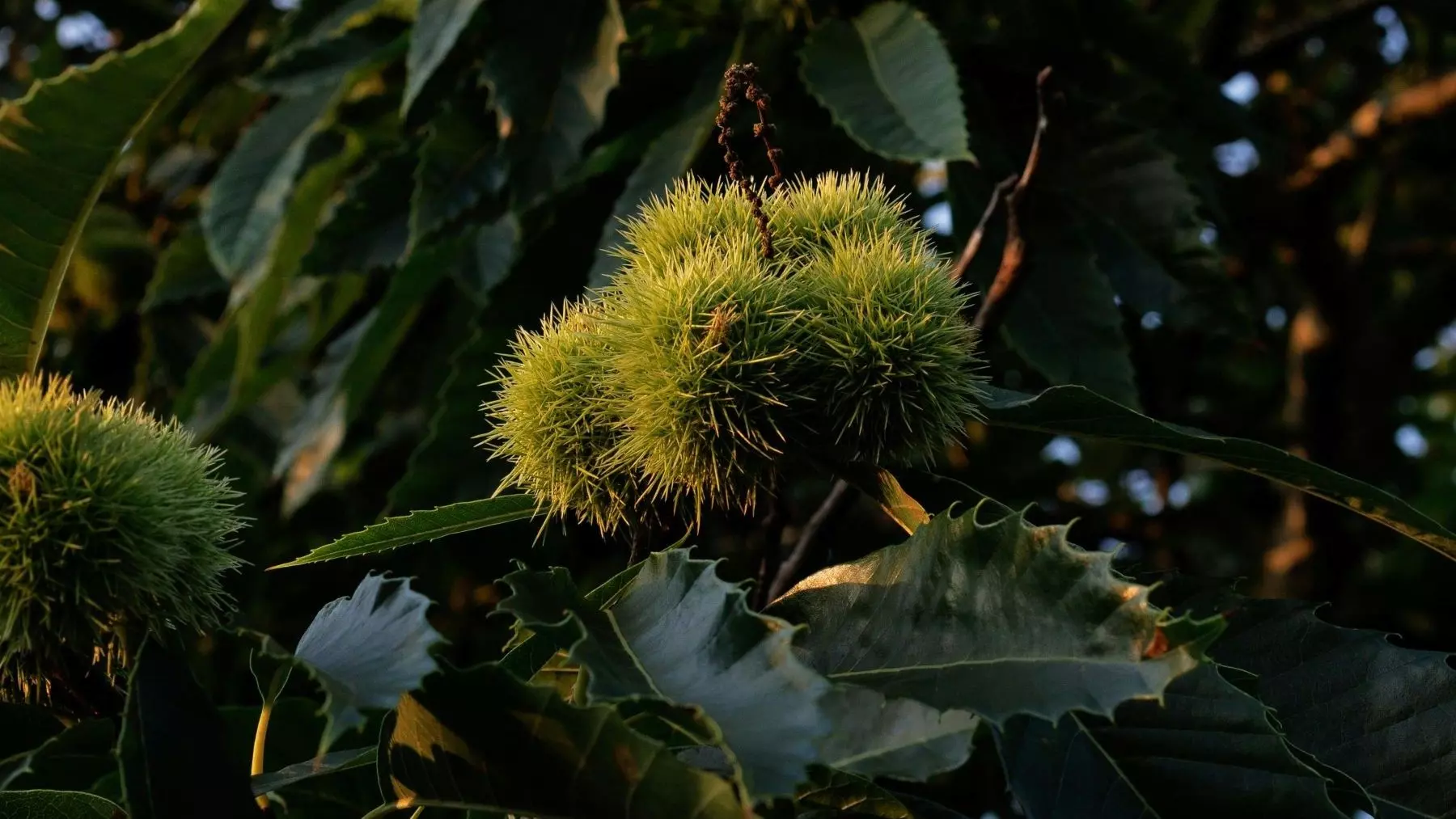 Tenerife: El renacimiento del castaño tras el fuego