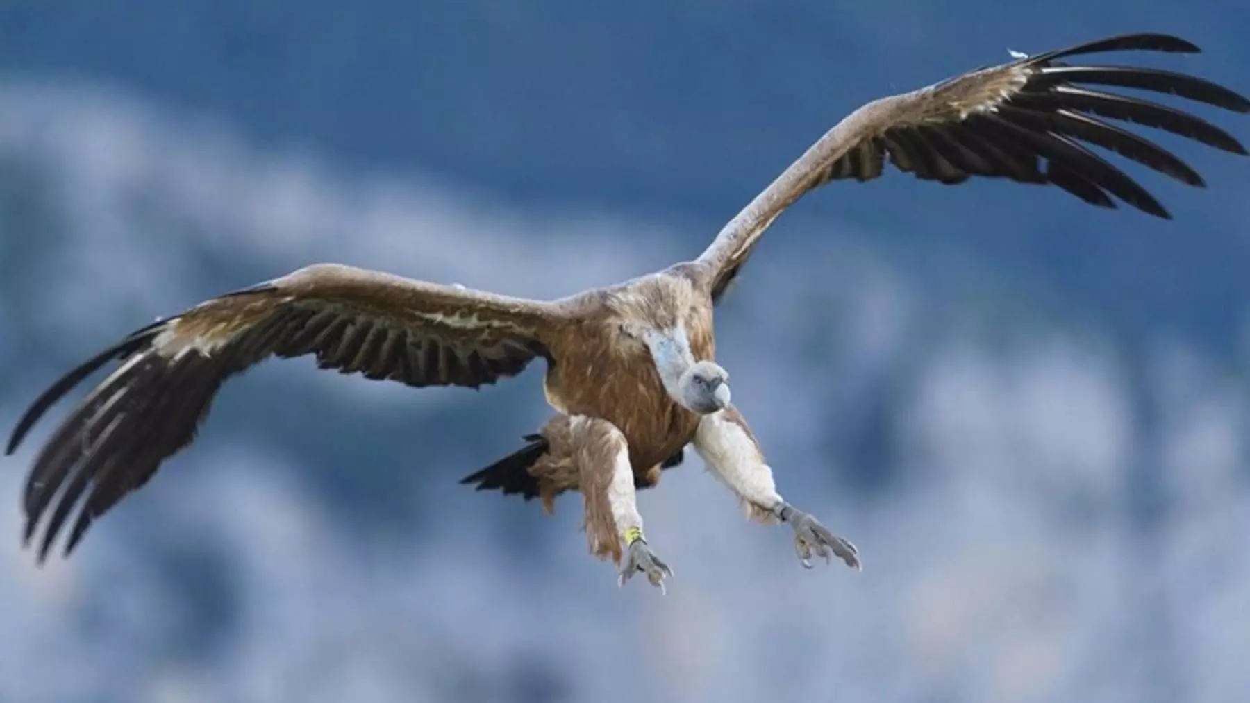 La ganadería extensiva y la conservación del buitre leonado impulsan la sostenibilidad de los ecosistemas en el norte de España