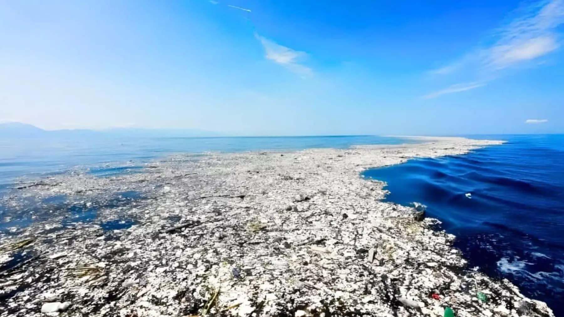 Descubren Vida Marina Próspera en la Gran Mancha de Basura del Pacífico
