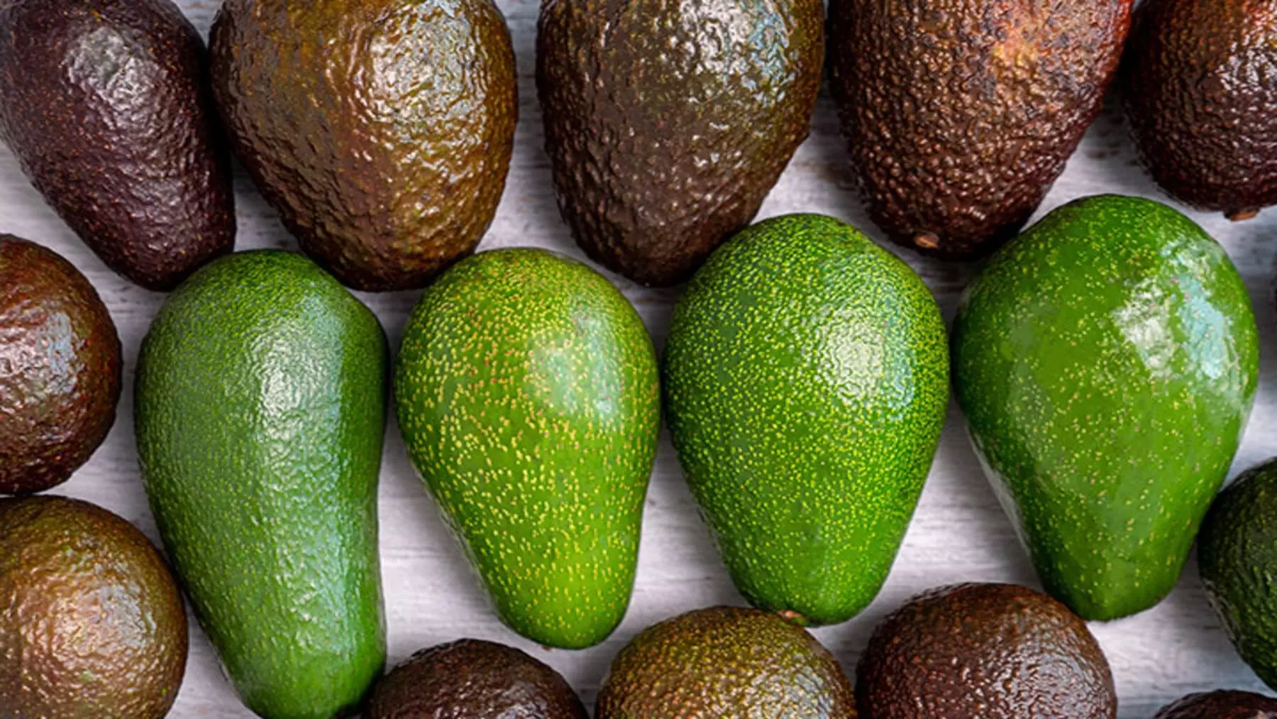 Un Avance Genético Revoluciona el Cultivo de Aguacate Antillano