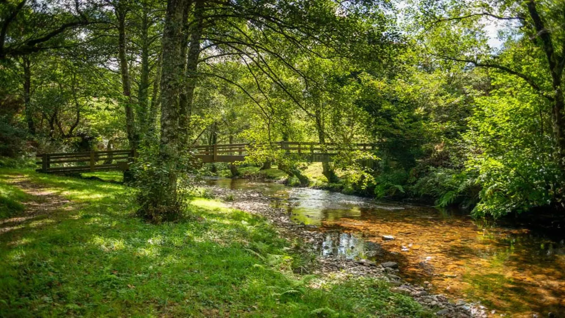 Nuevas Iniciativas para Impulsar Bosques Sostenibles y Productivos en Galicia