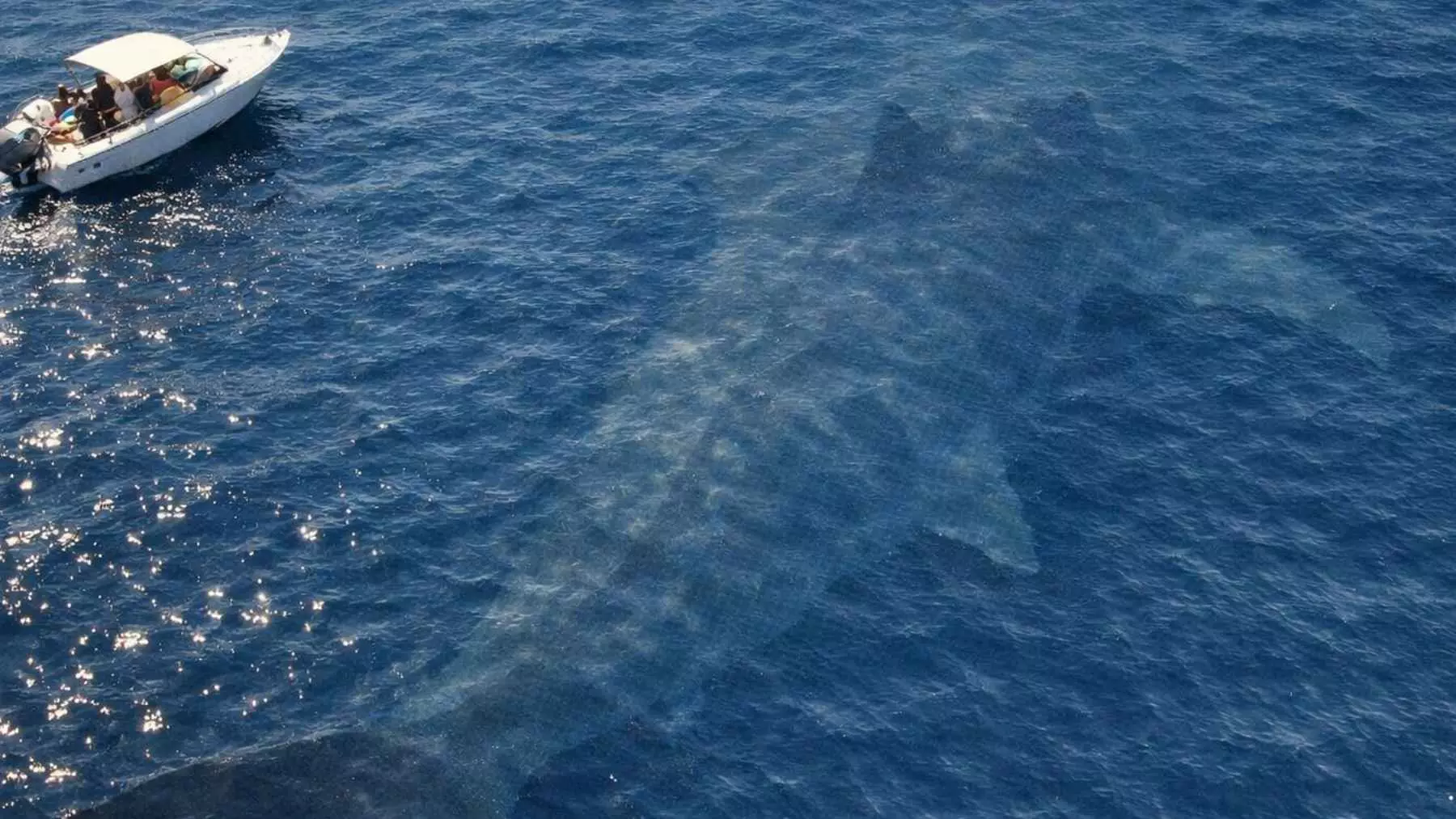 Avistamiento de un Depredador Marino Gigante: Un Enigma en Aguas Abiertas