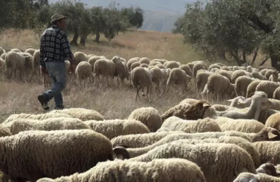 Impacto Ecológico Global por la Disminución de la Ganadería Extensiva en Naciones Desarrolladas