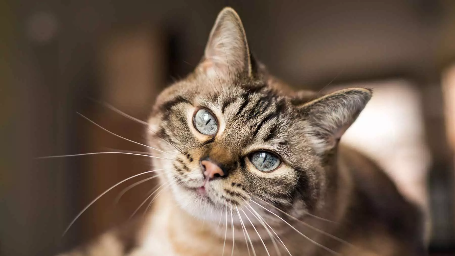 Comprendiendo y Solucionando el Hábito de Rascar de tu Gato: Una Guía sin Castigos