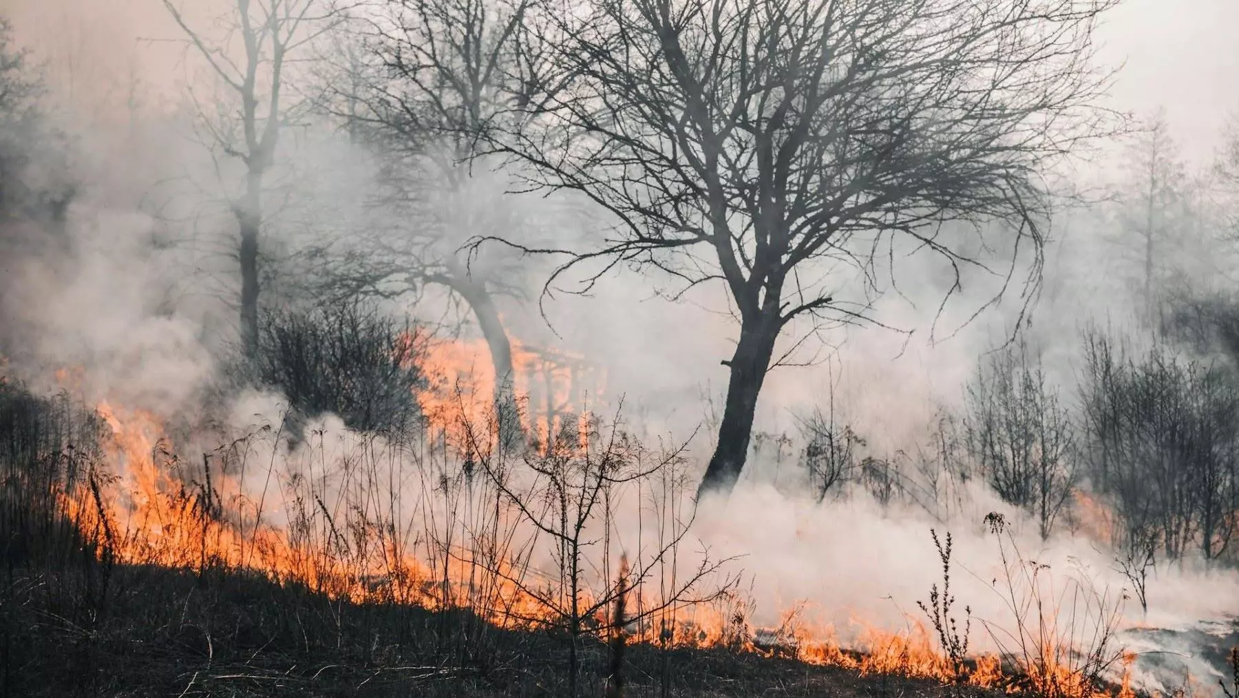 Incendios forestales sin precedentes en el noroeste de España en 2025: la mitad de la superficie quemada en Europa