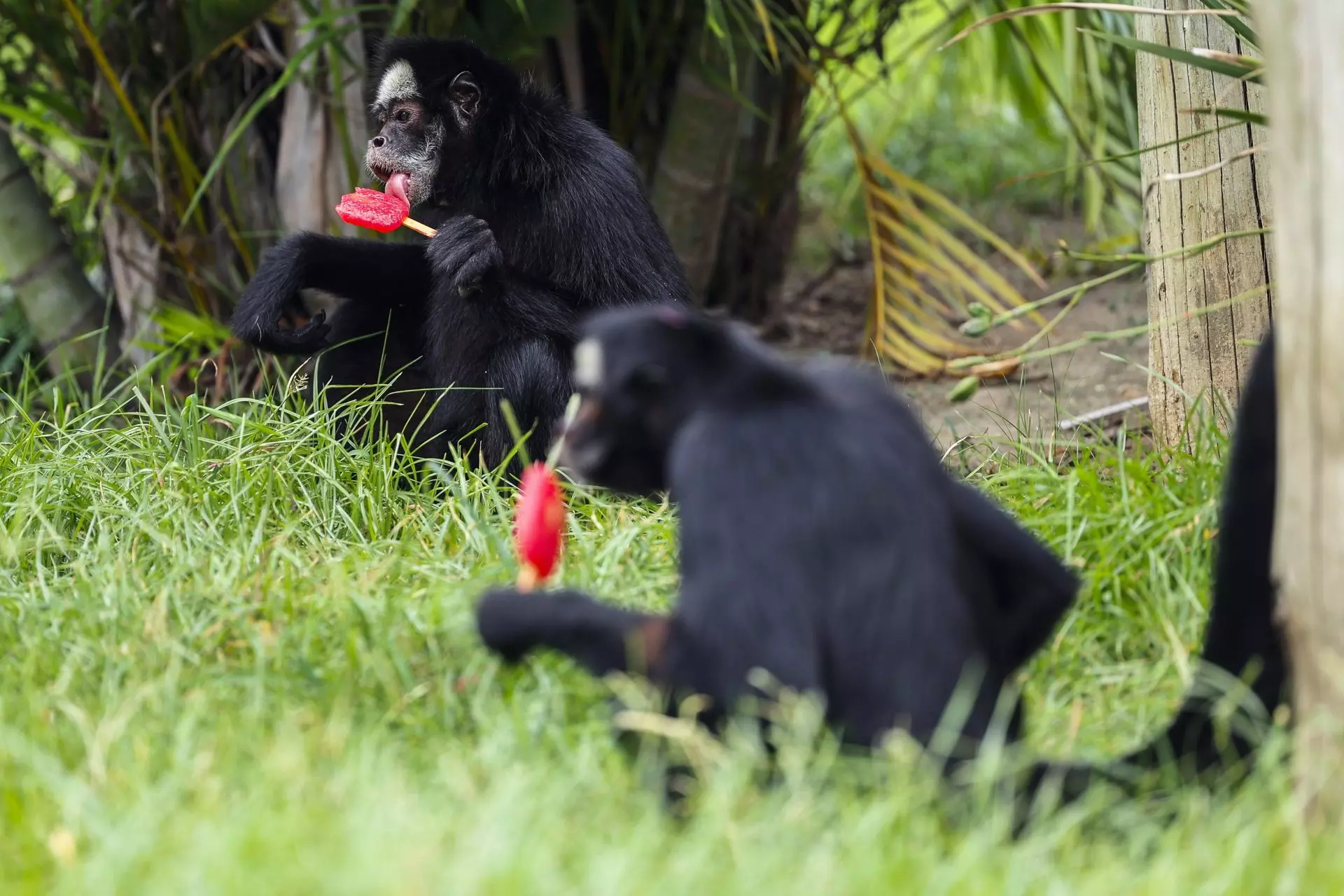 Olas de Calor: Río de Janeiro Alivia a sus Animales con Helados Especiales