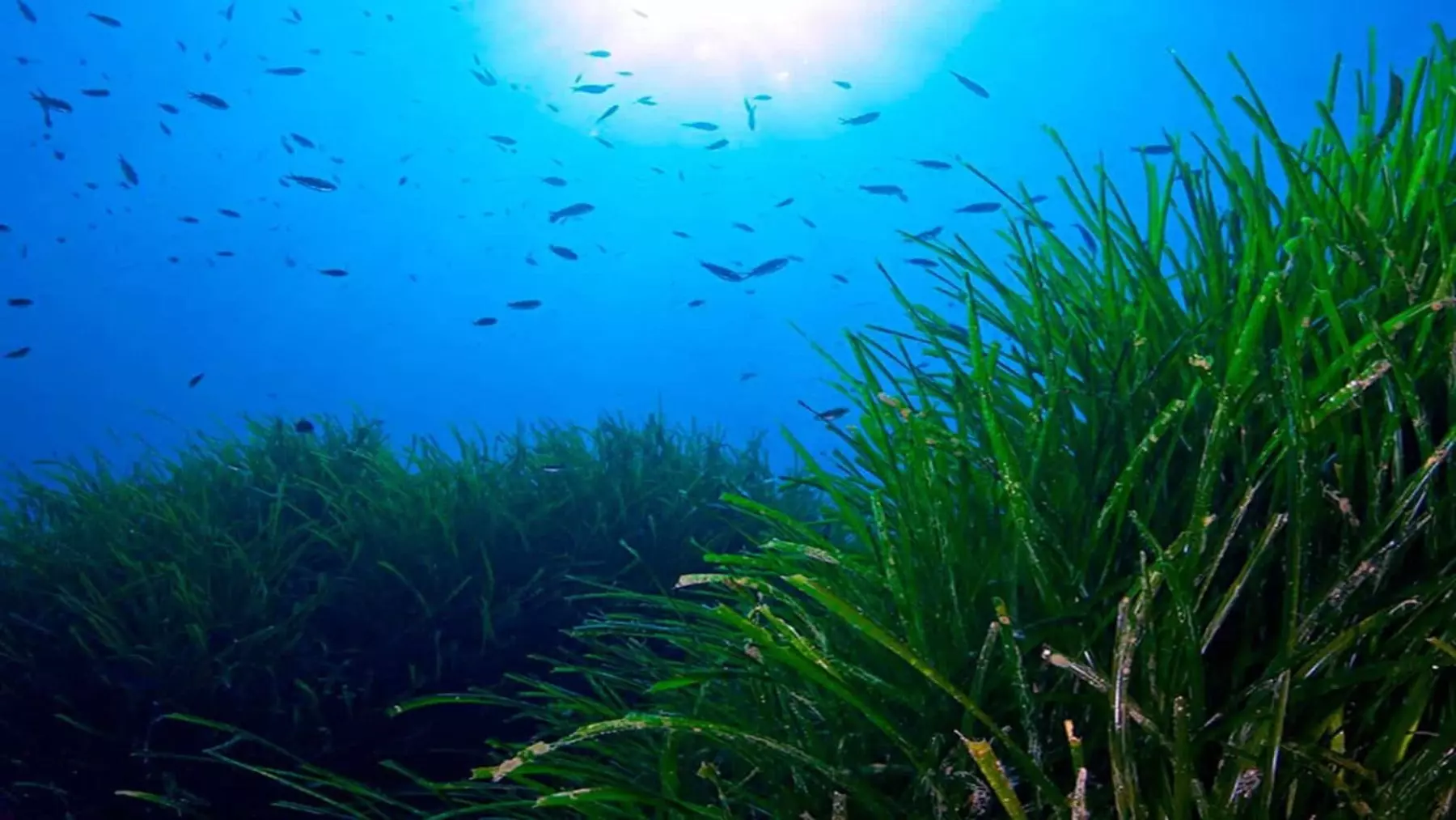 La inteligencia artificial revoluciona el mapeo de Posidonia oceánica en el Mediterráneo