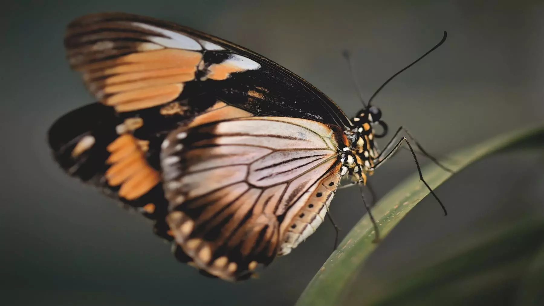 Descifrando el Genoma de las Mariposas Europeas para Combatir el Cambio Climático