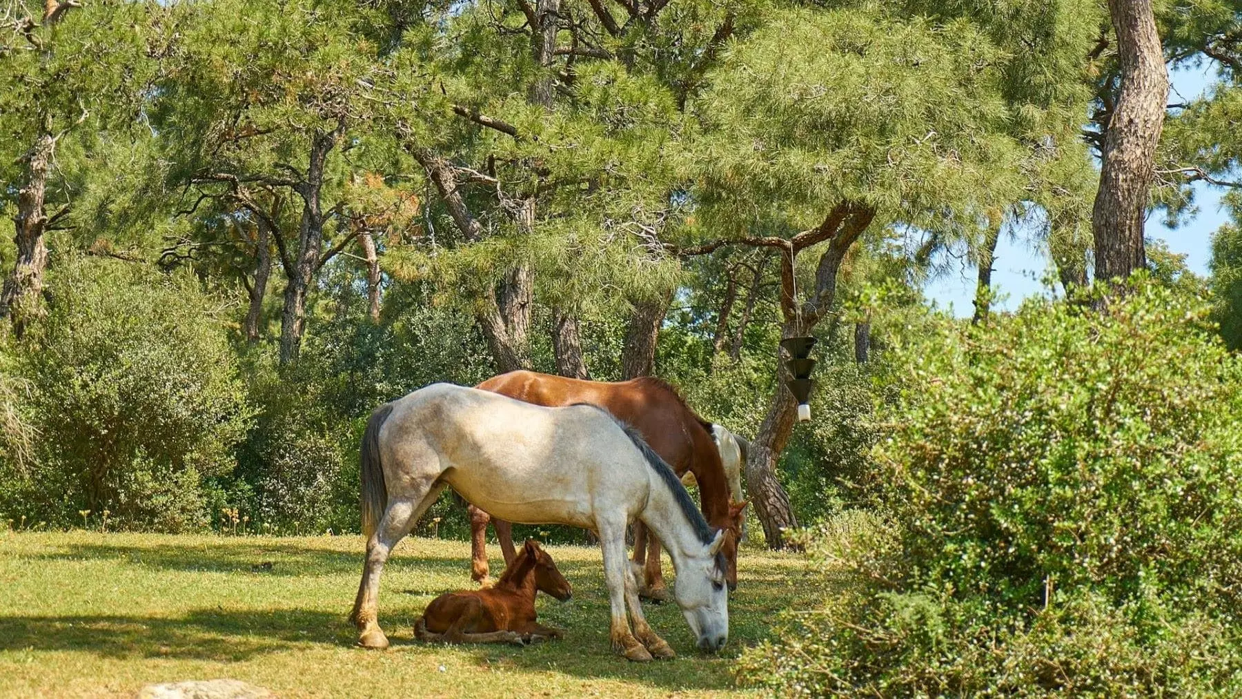 La Influencia Crucial de la Presencia Materna en el Desarrollo de los Potros