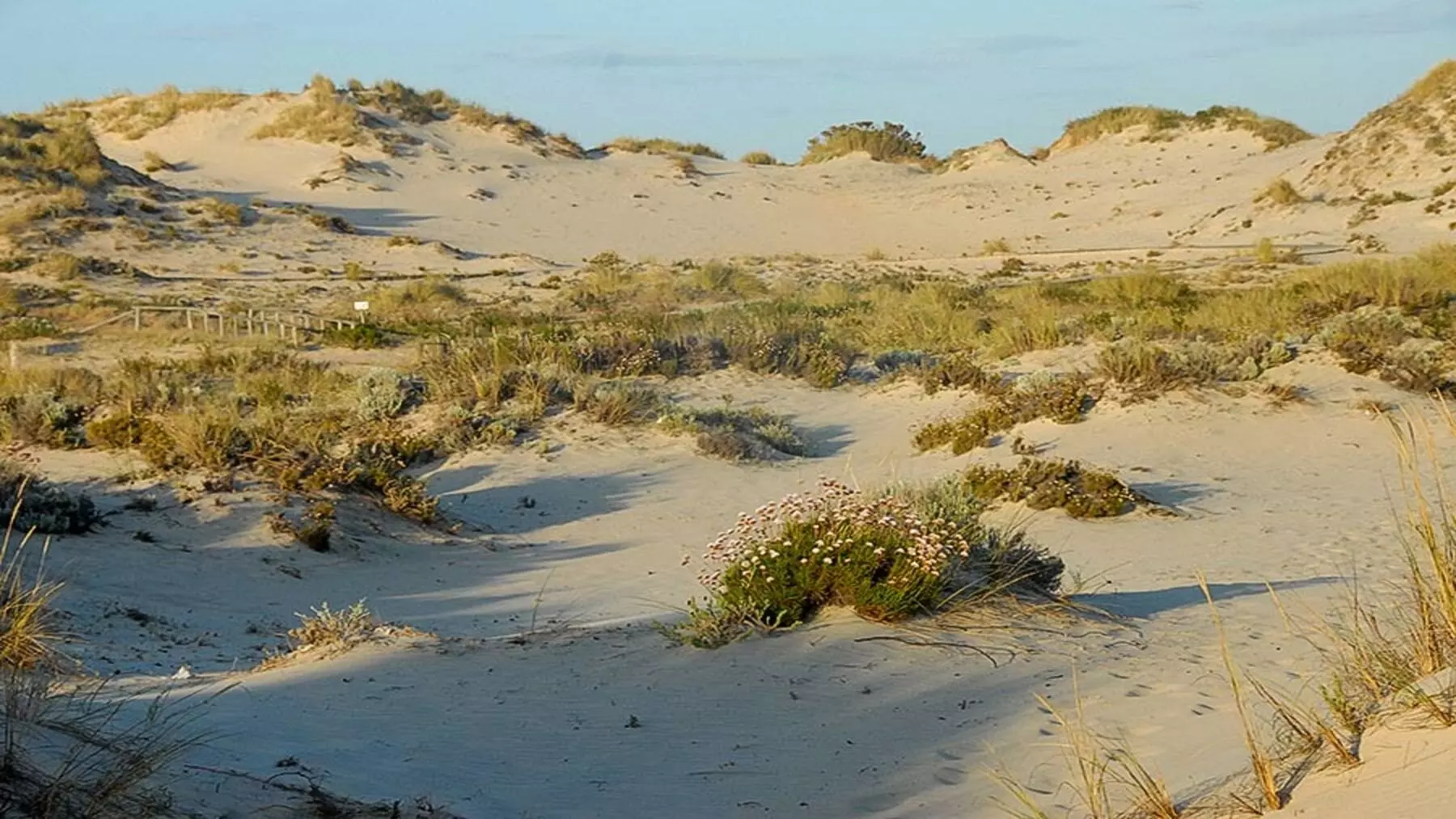 Las Dunas Milenarias de Matalascañas: Un Patrimonio Natural Amenazado por la Erosión y la Gestión Insuficiente en Doñana