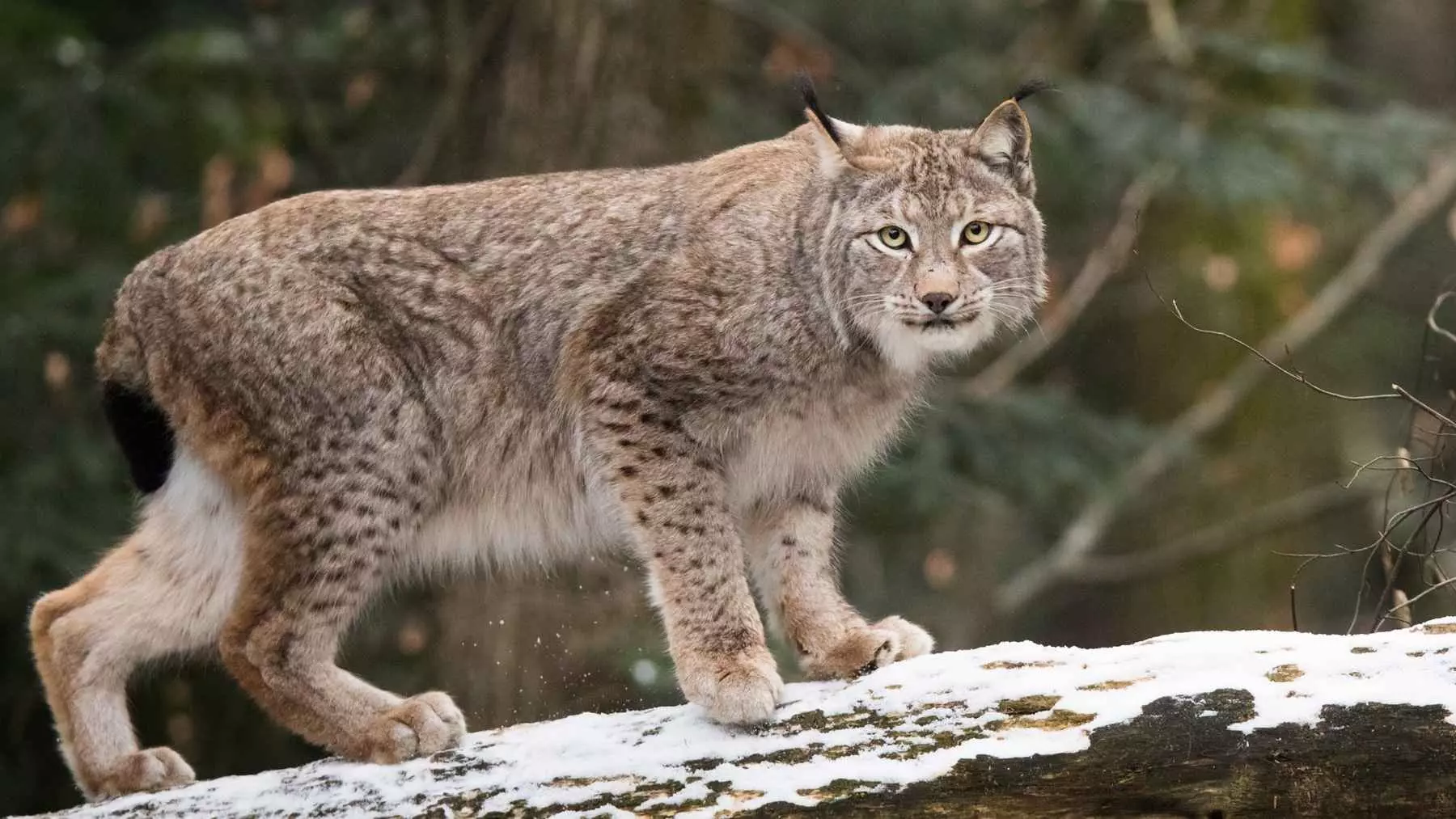 Propuesta de Reintroducción Controlada del Lince Boreal en los Pirineos Catalanes