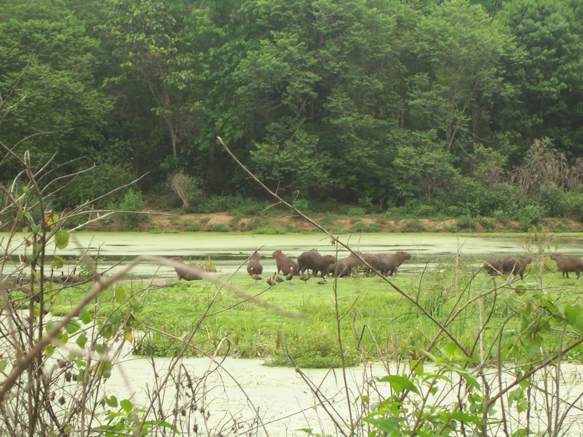 La pérdida de biodiversidad incrementa el riesgo de transmisión de enfermedades por mosquitos