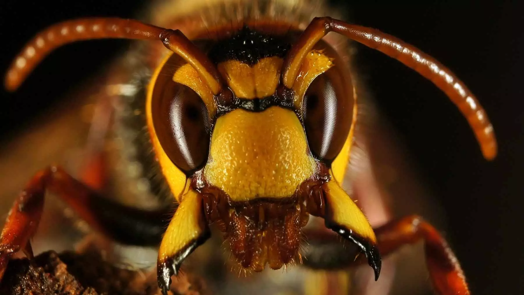 Nueva Zelanda en Alerta por Amenazas de Especies Invasoras: Avispón de Patas Amarillas y Mosca de la Fruta de Queensland