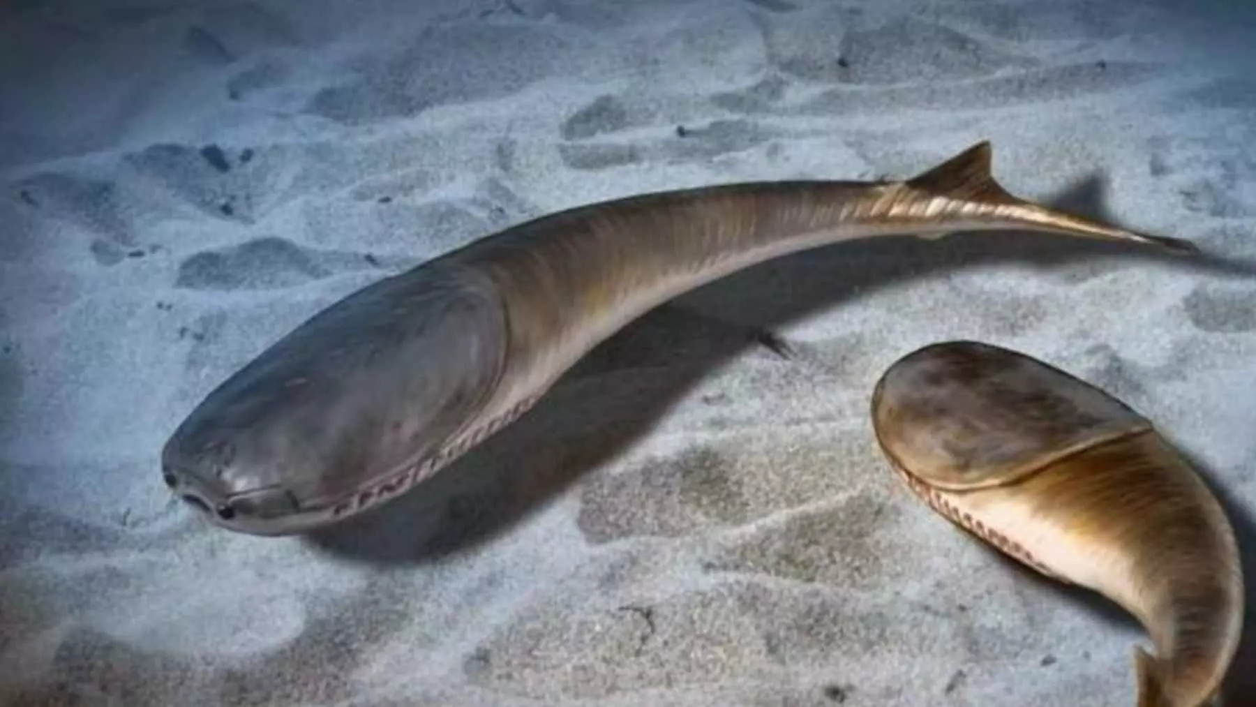 Una Extinción Masiva Permitió el Auge de los Peces en los Océanos Antiguos