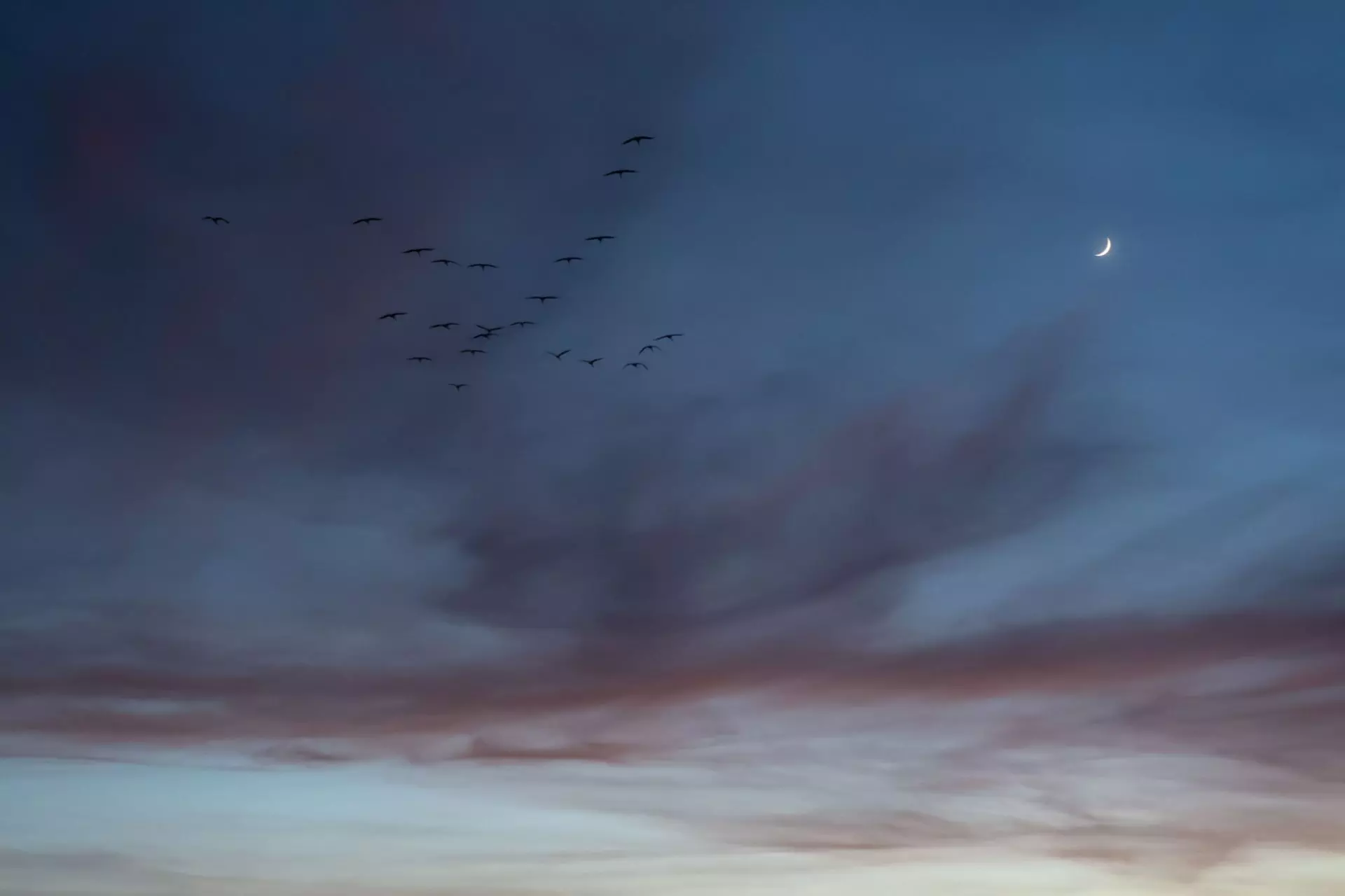 Descenso Preocupante: La Gripe Aviar Reduce Drásticamente la Población de Grullas en España