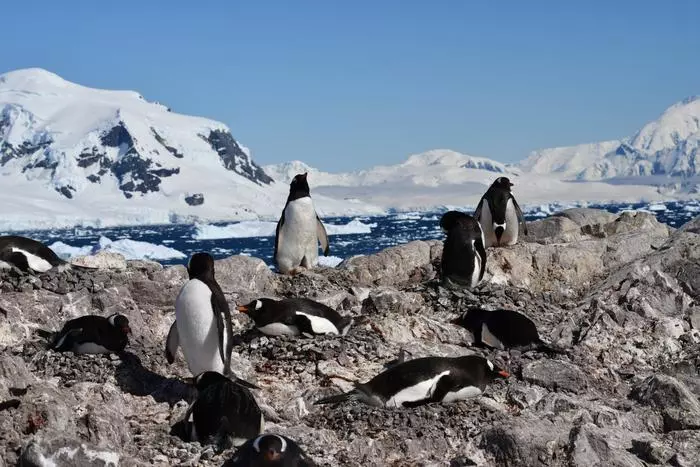 El Cambio Climático Impulsa la Reproducción Temprana de los Pingüinos Antárticos