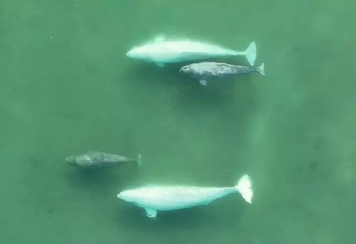 Estrategias de apareamiento de las ballenas beluga para la supervivencia
