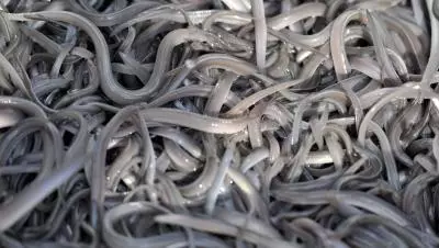 España busca proteger a la anguila declarándola en peligro de extinción