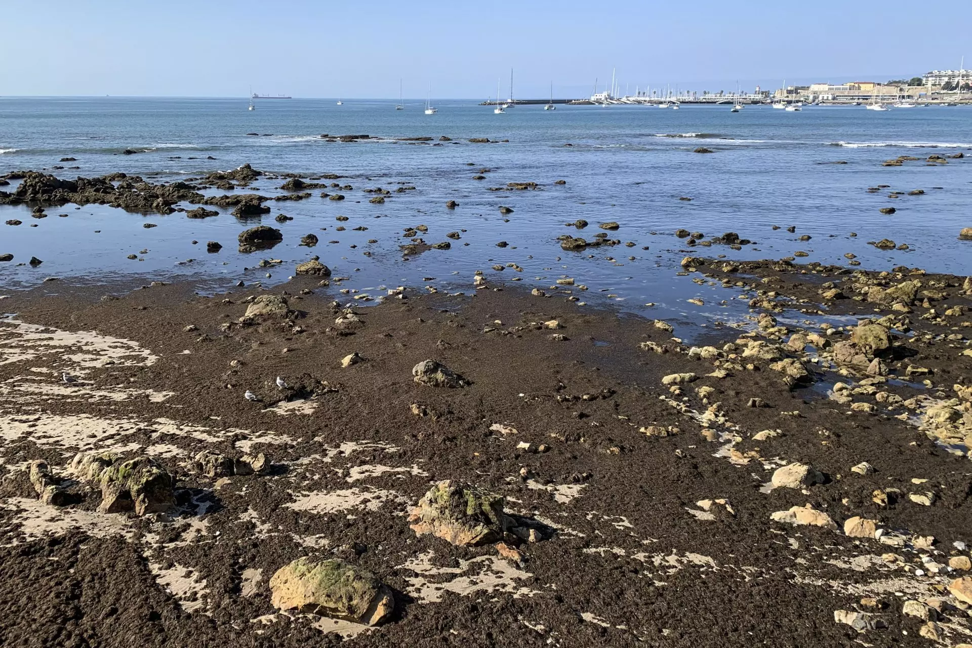 Iniciativa europea para el monitoreo de algas invasoras en el litoral ibérico